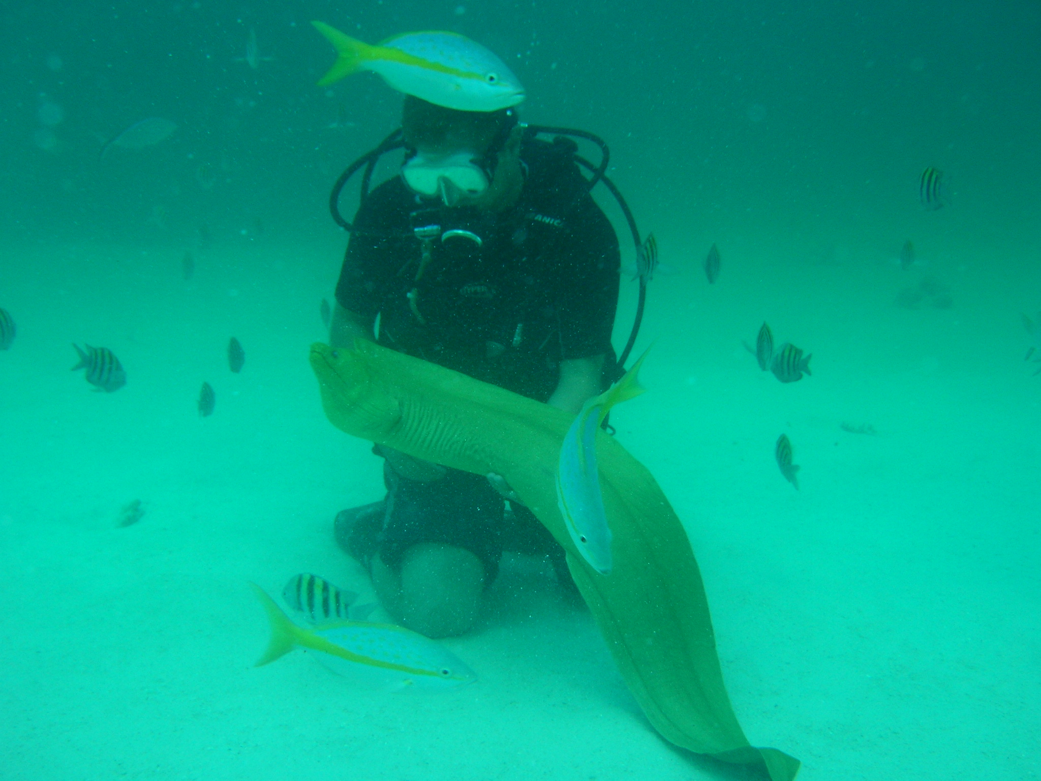 Green Moray