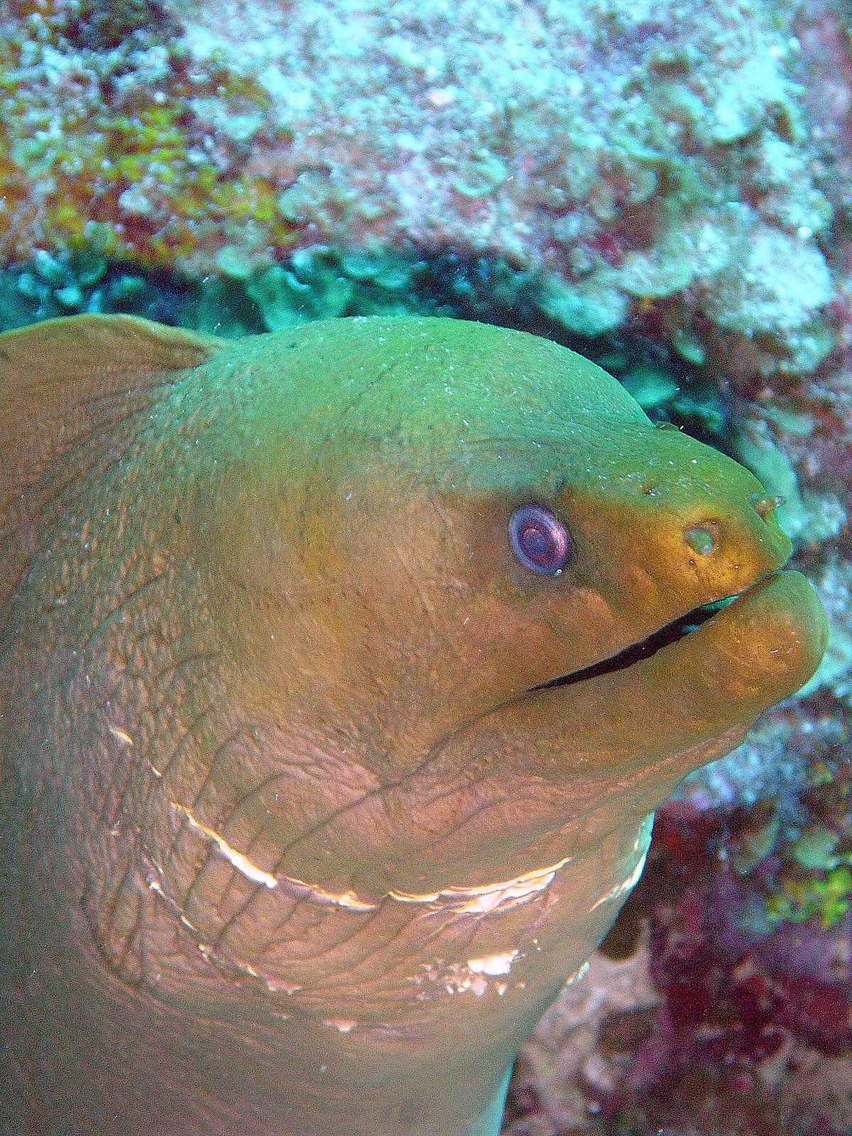 Green Moray