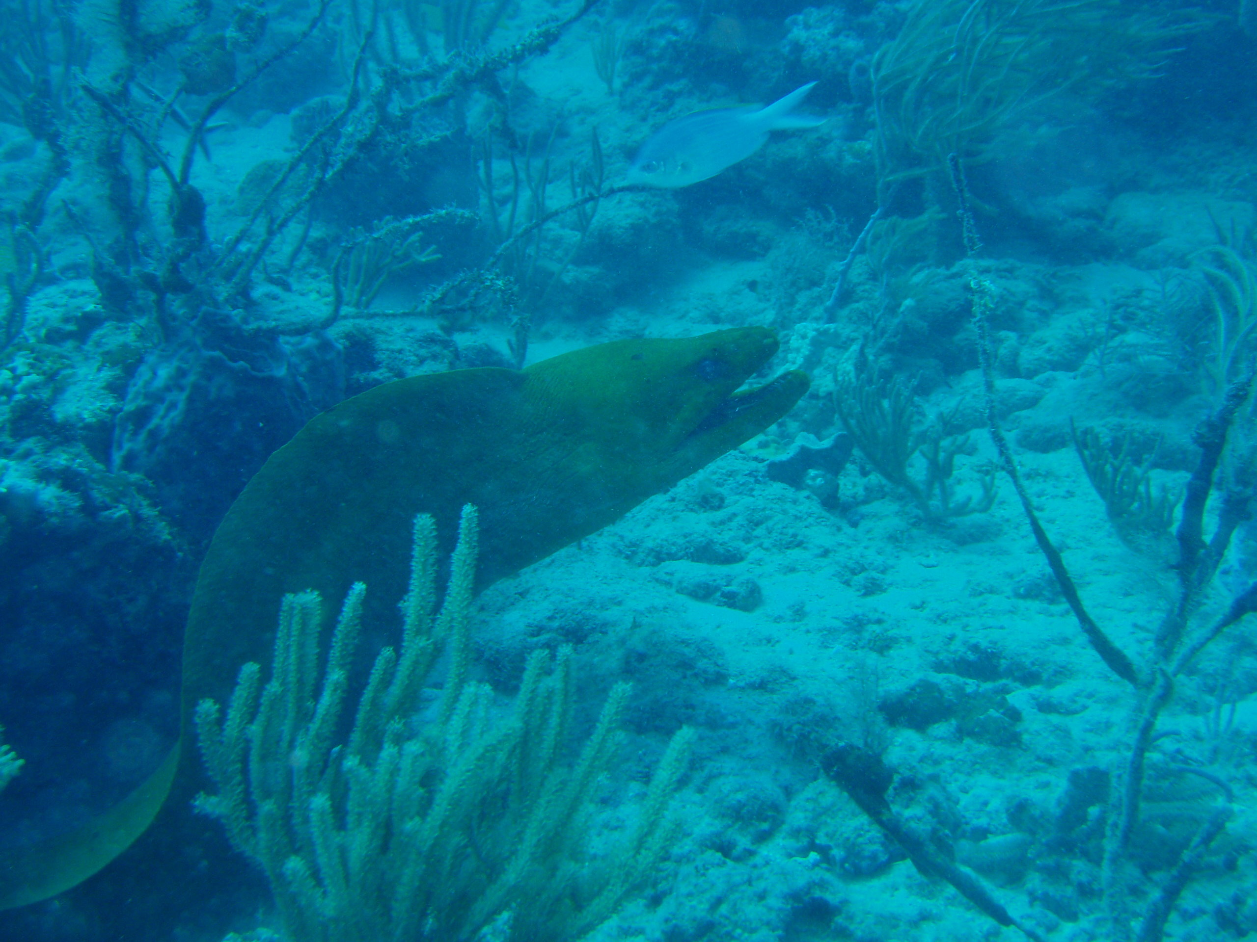 green moray