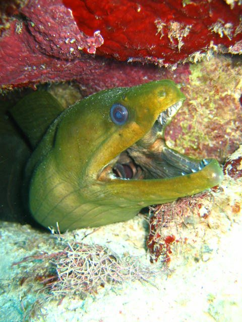 Green Moray