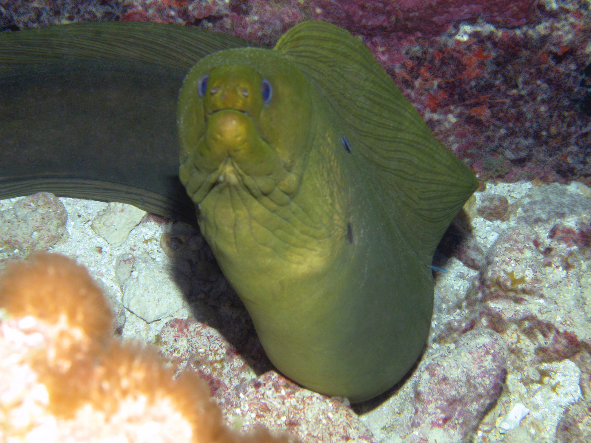 Green Morey eel