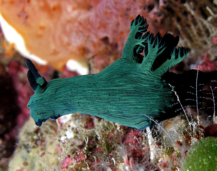 Green Nudi