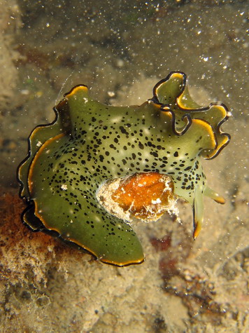 Green Nudibranch