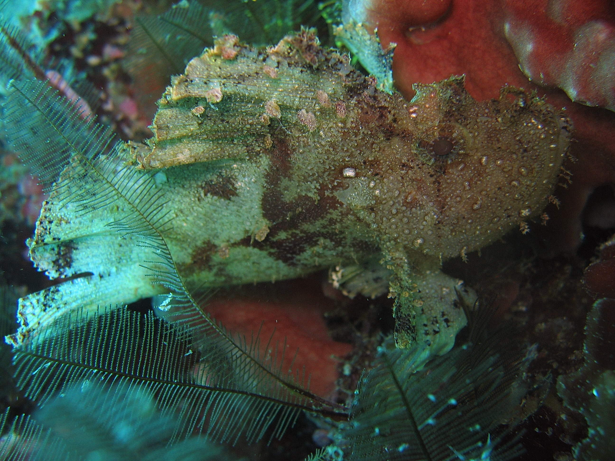 Green Scorpionfish