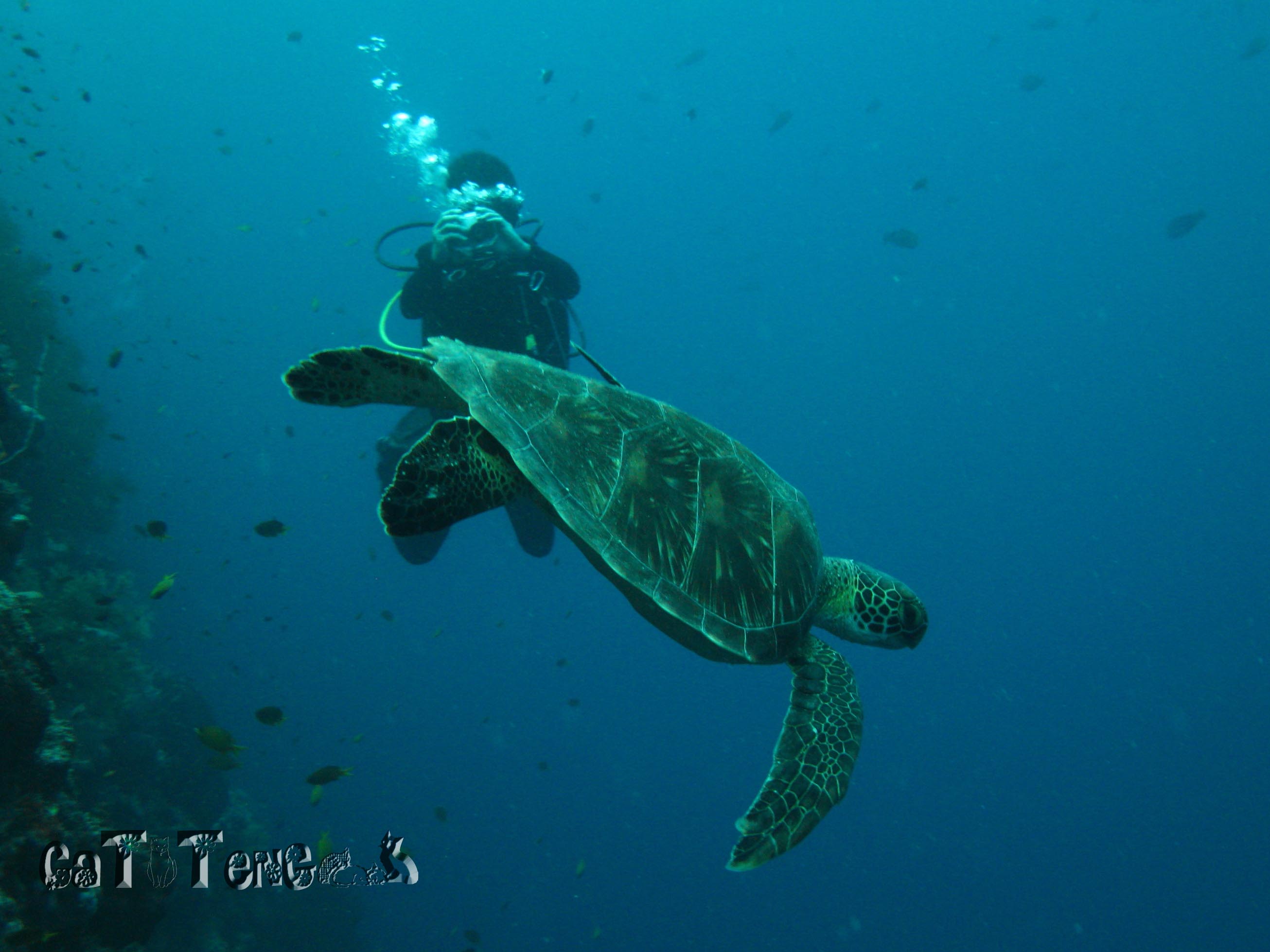 Green Sea Turtle at Sipadan