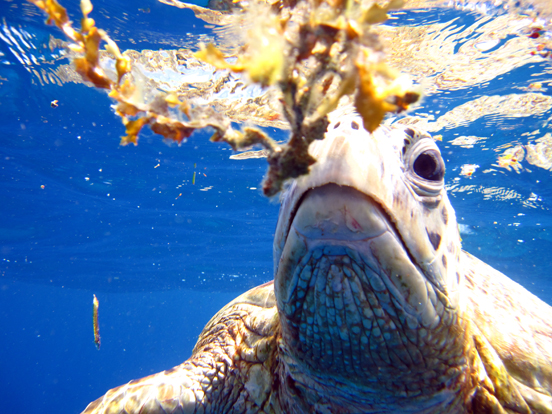 Green Sea Turtle Feeding