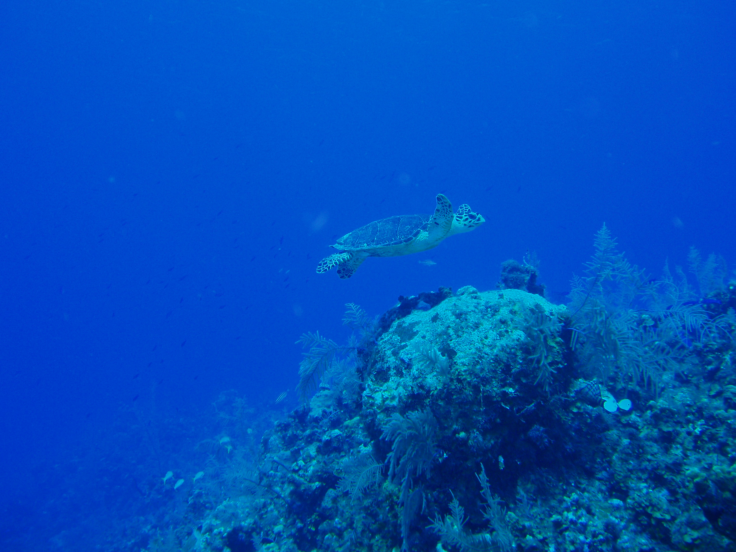 Green Sea Turtle, Grand Cayman