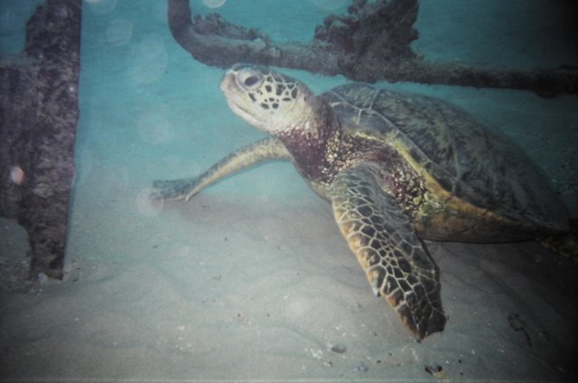 Green sea turtle (honu) in Oahu (electric beach)