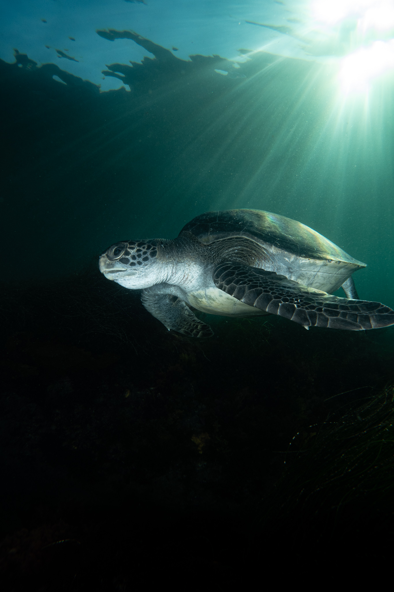 Green Sea Turtle in La Jolla