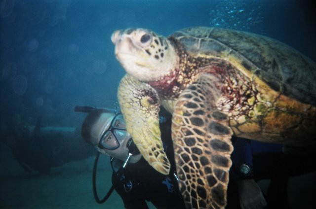 Green sea turtle in Oahu (Electric beach)