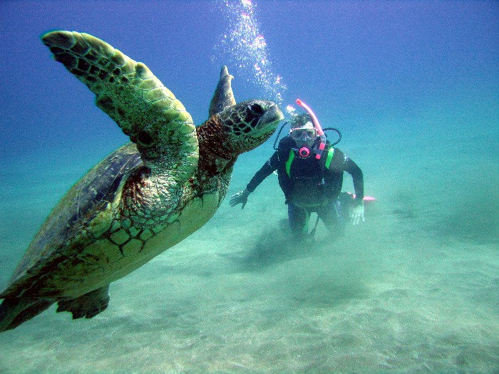 Green Sea Turtle taking off