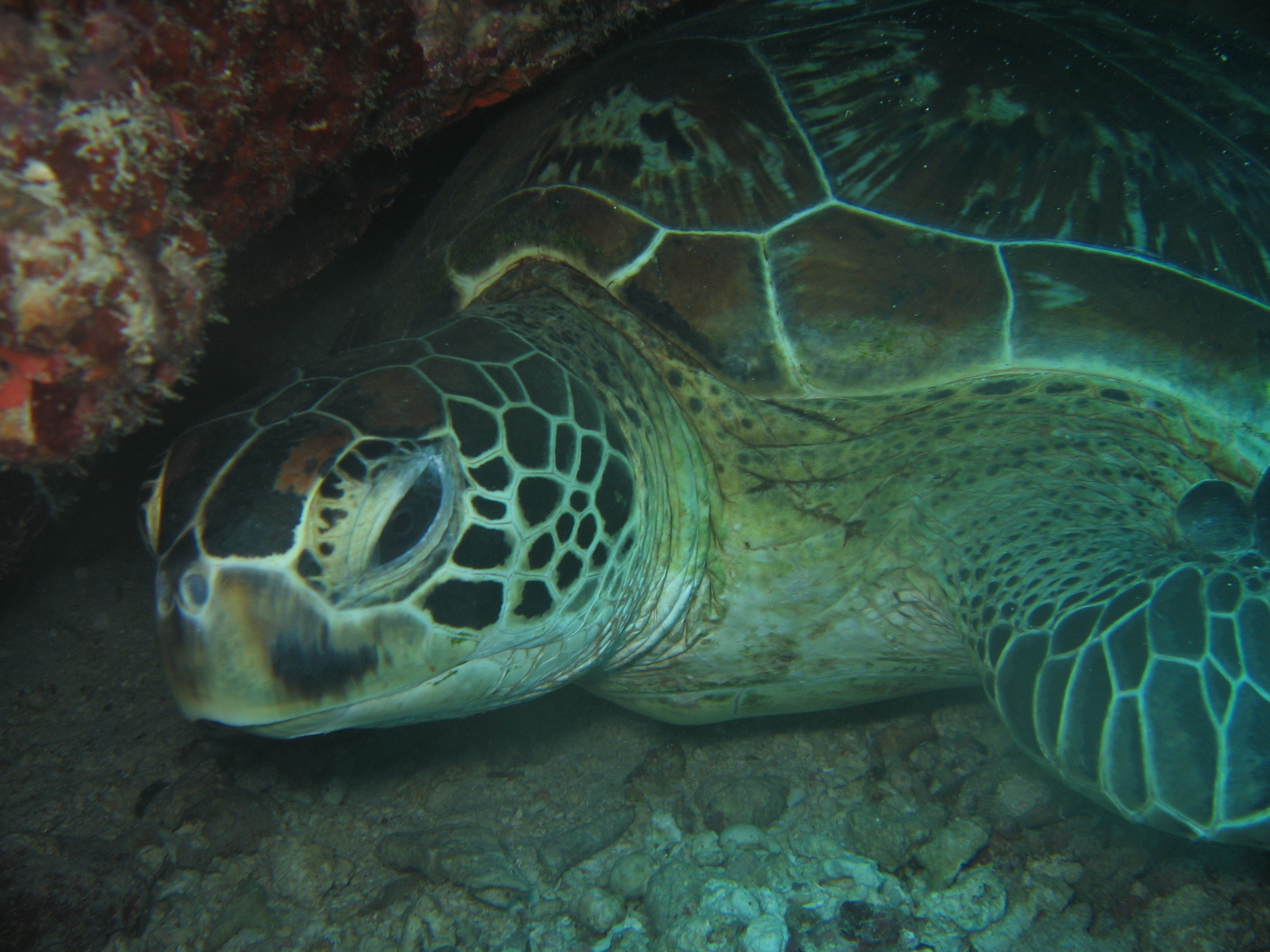 Green Sea Turtle trying to have a shut eye