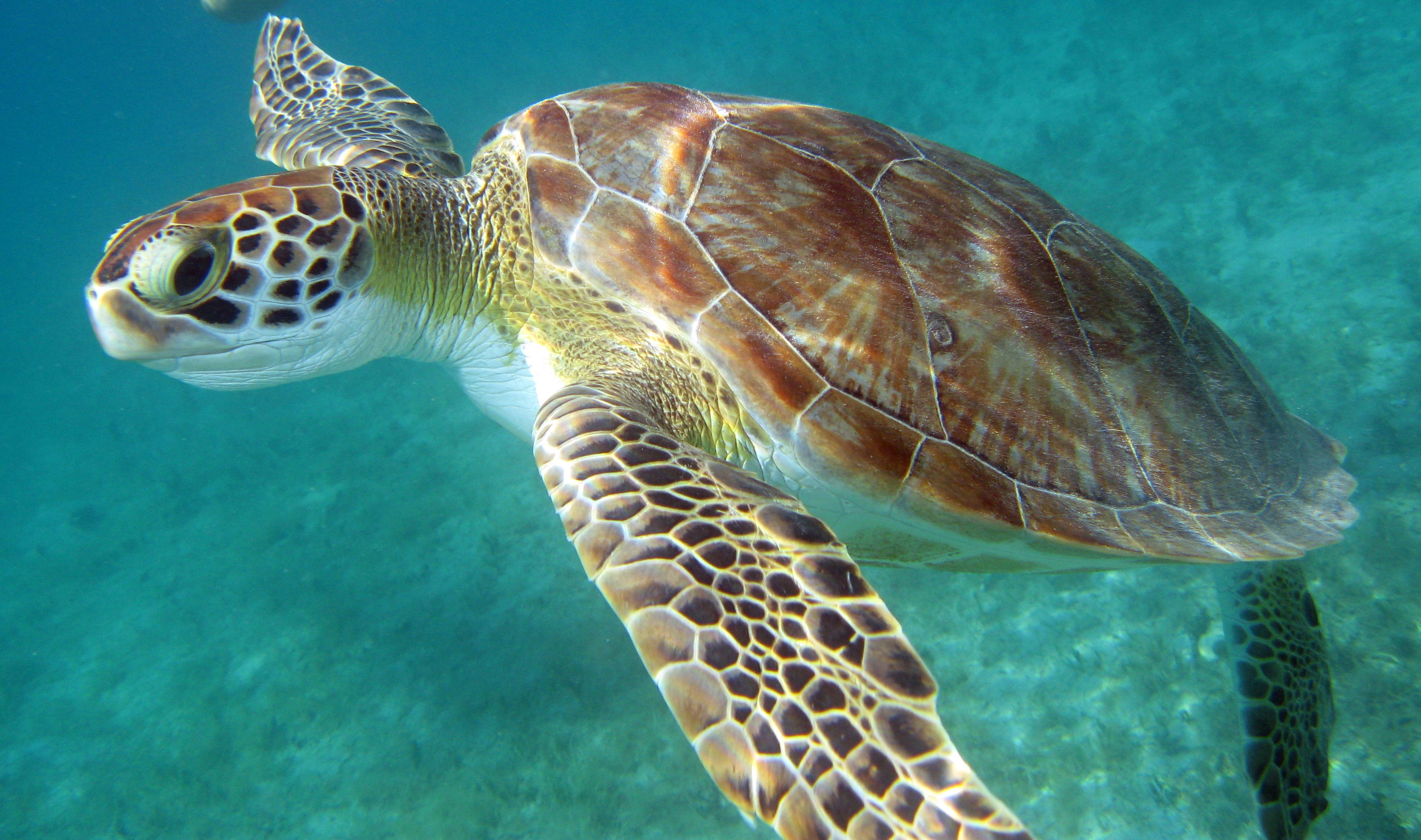 Green Sea Turtle