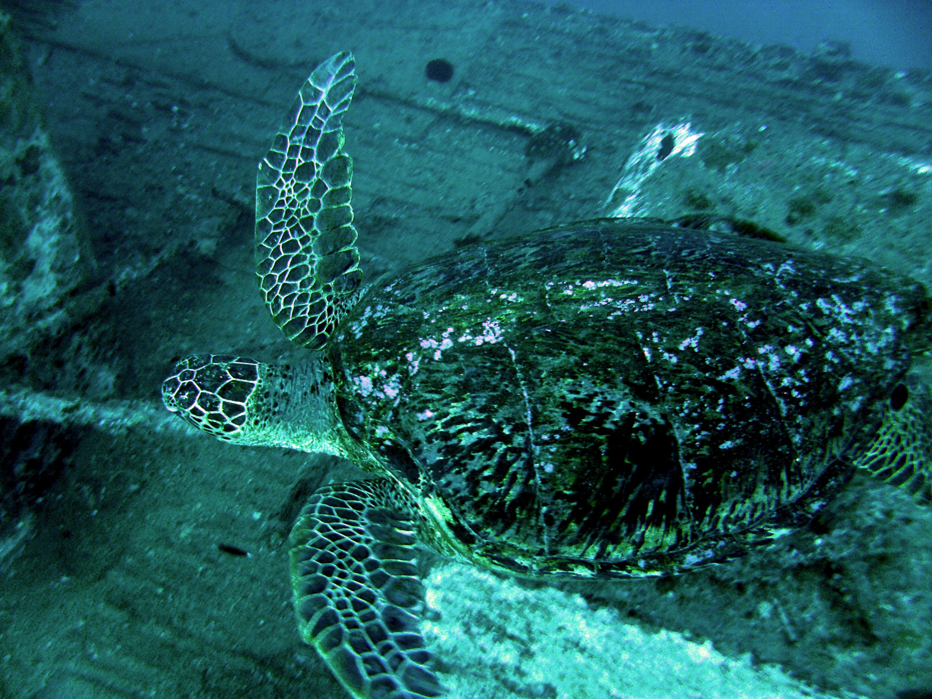 Green Sea Turtle