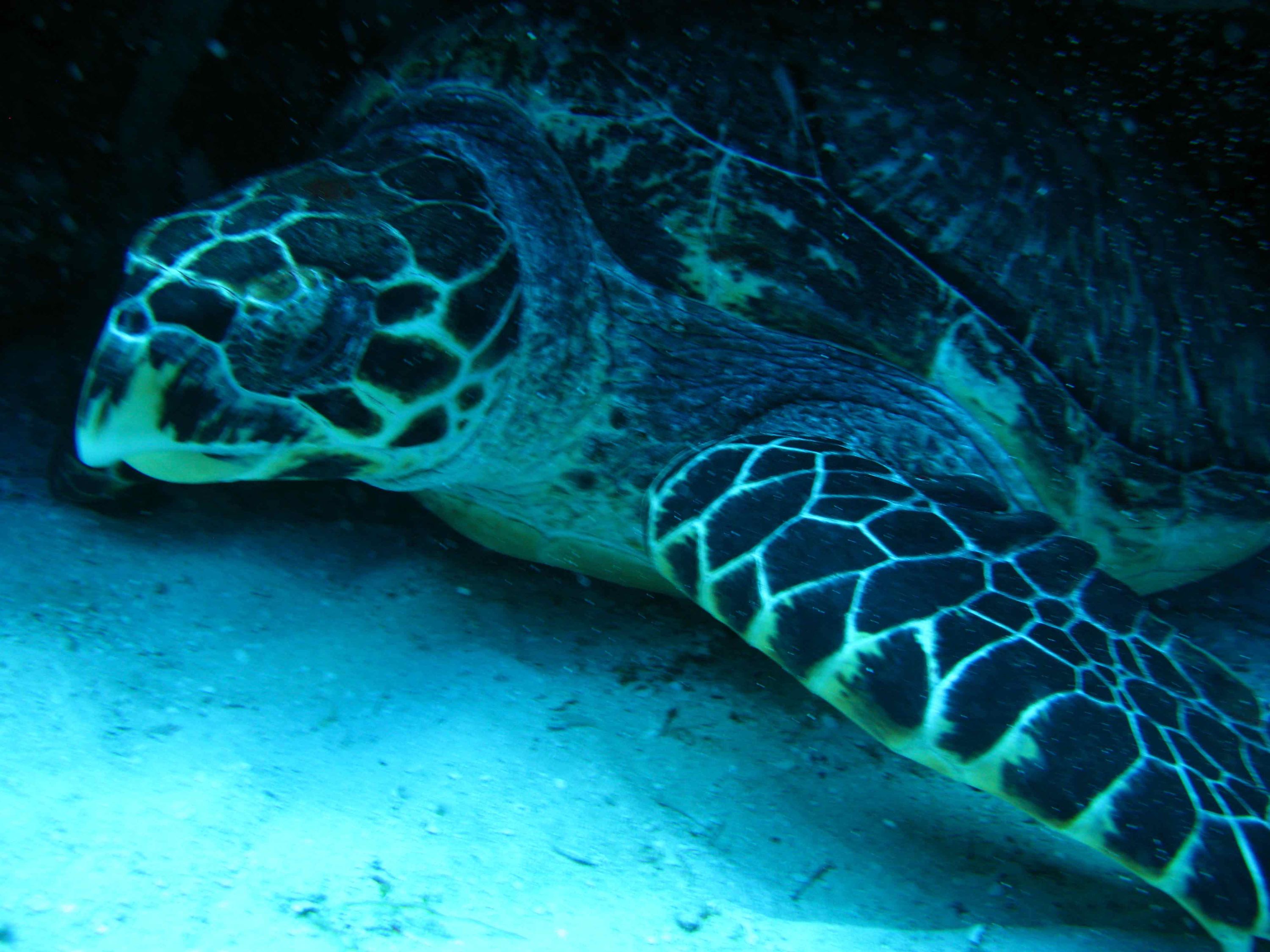 Green Sea Turtle