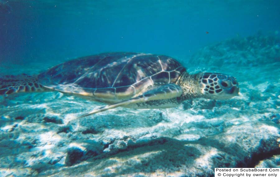 Green Sea Turtle