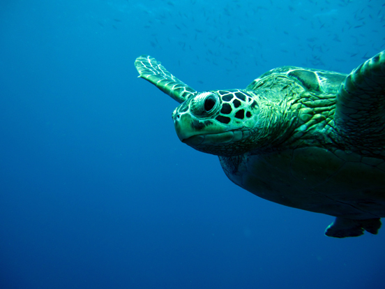 Green Sea Turtle