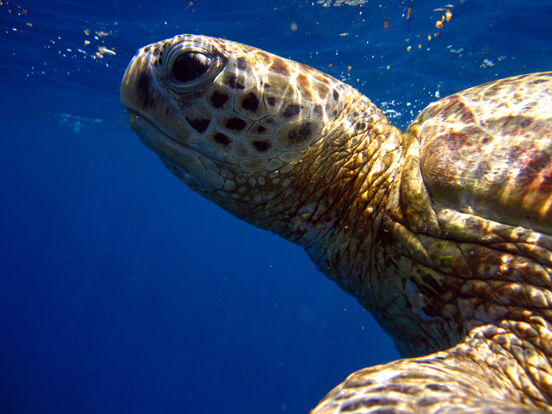 Green Sea Turtle