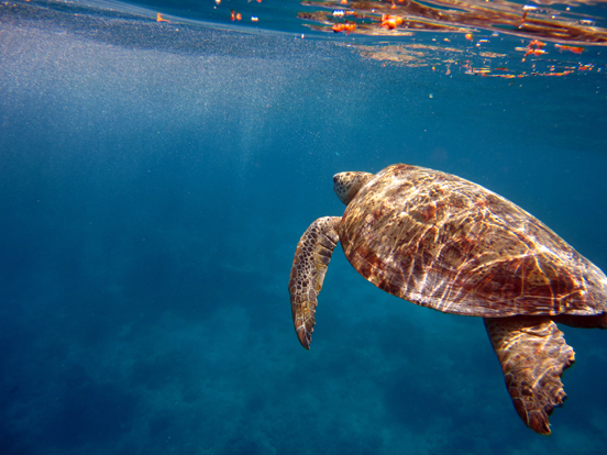 Green Sea Turtle