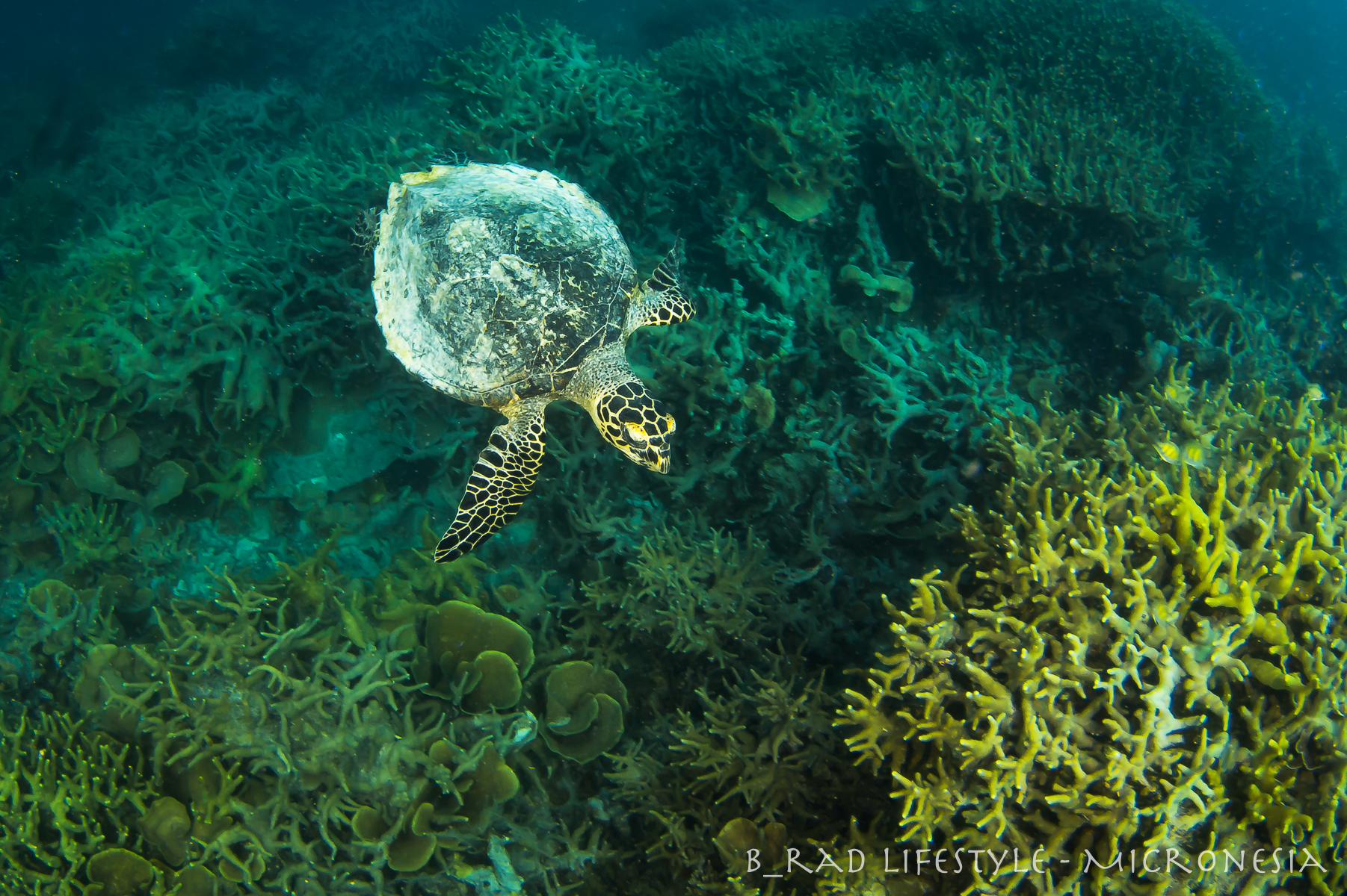 Green Sea Turtle