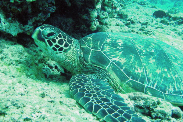 Green Sea Turtle