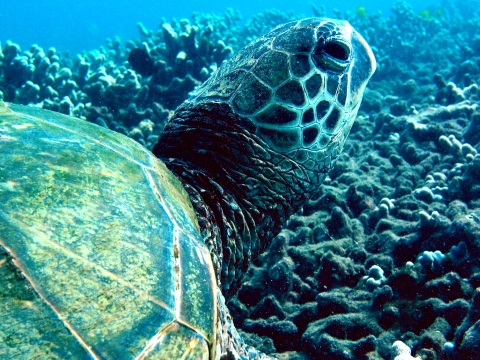 Green Sea Turtle