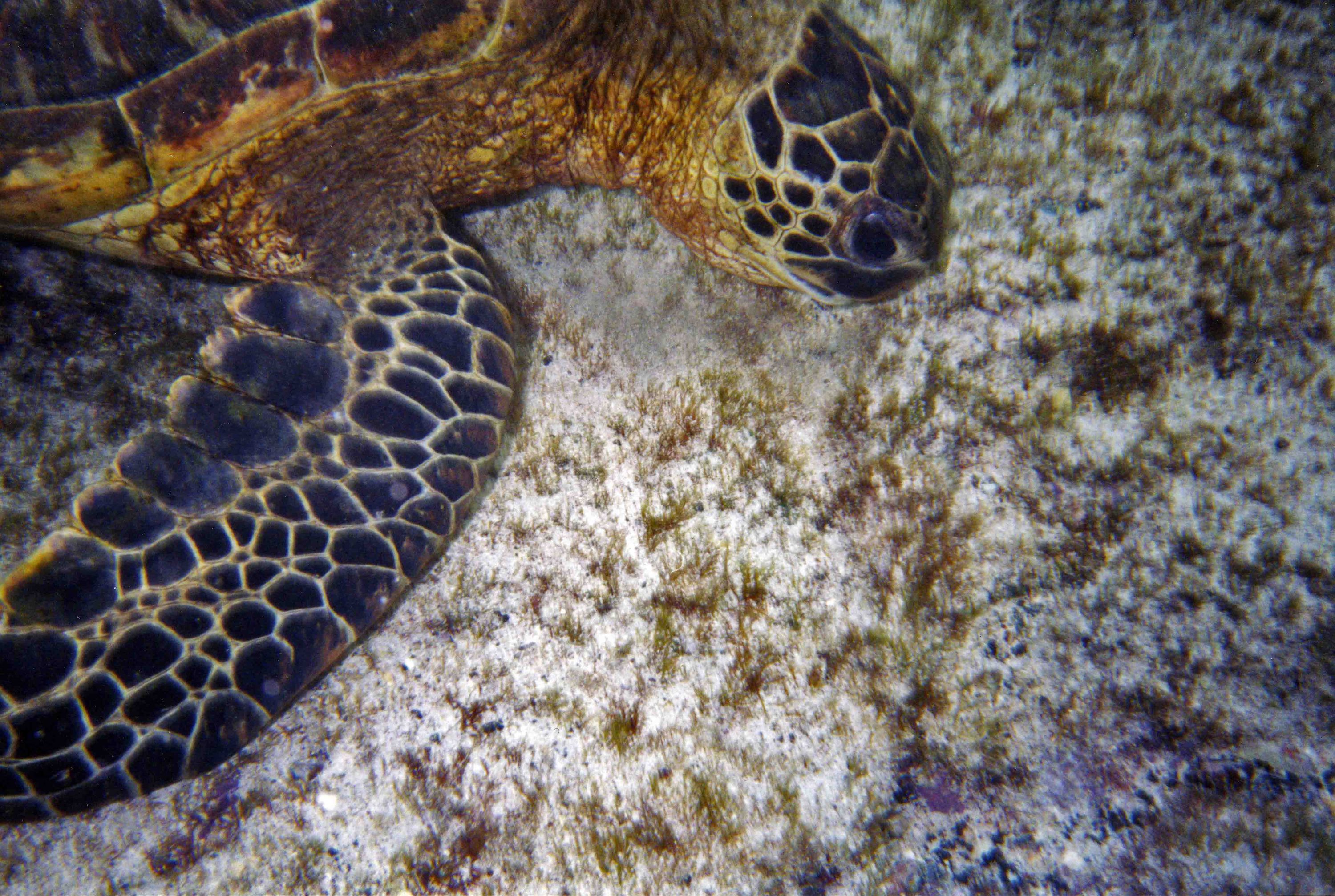 Green Sea Turtle