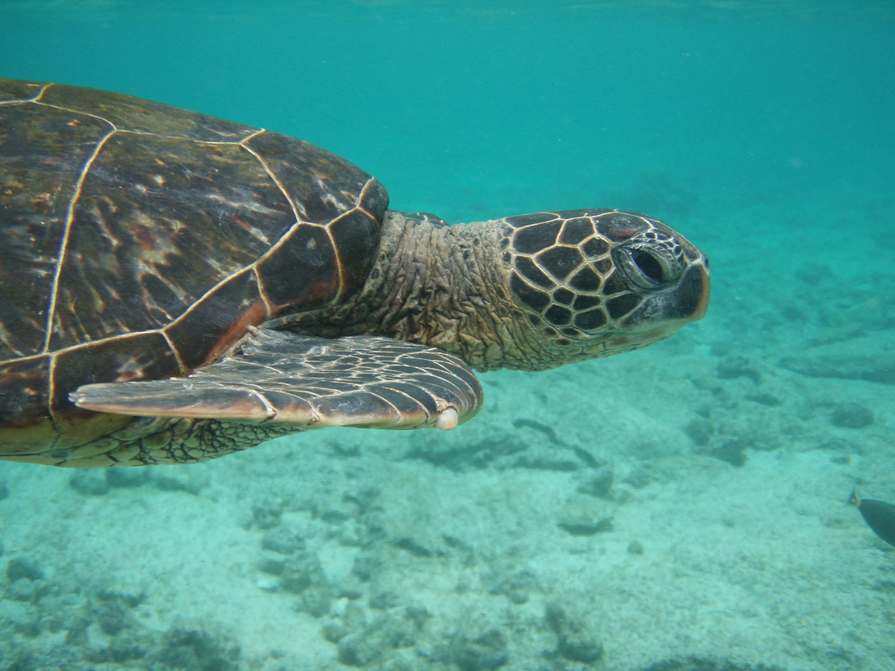 Green Sea Turtle