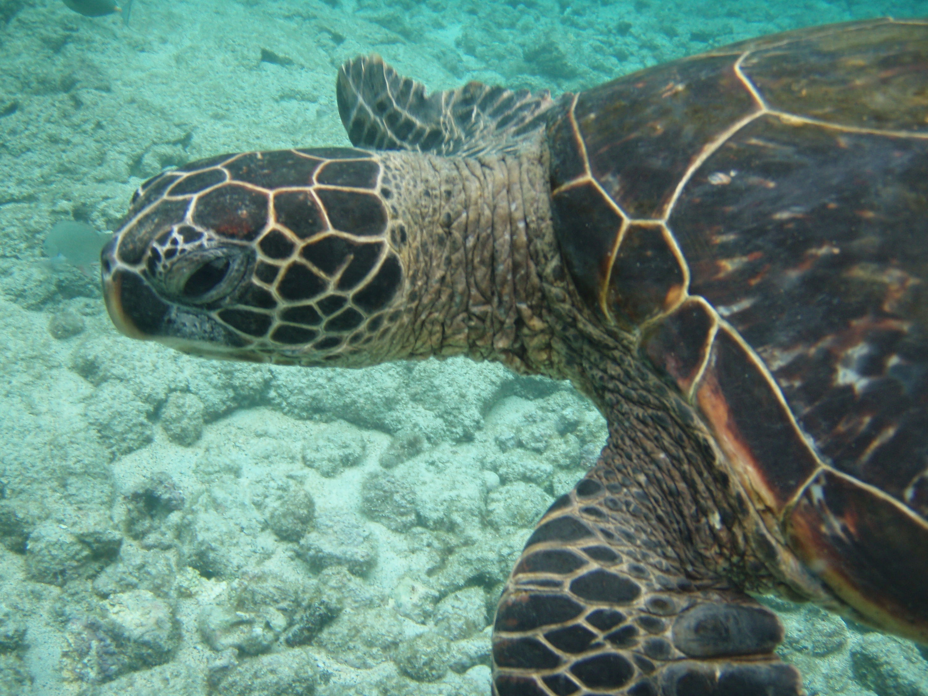 Green Sea Turtle