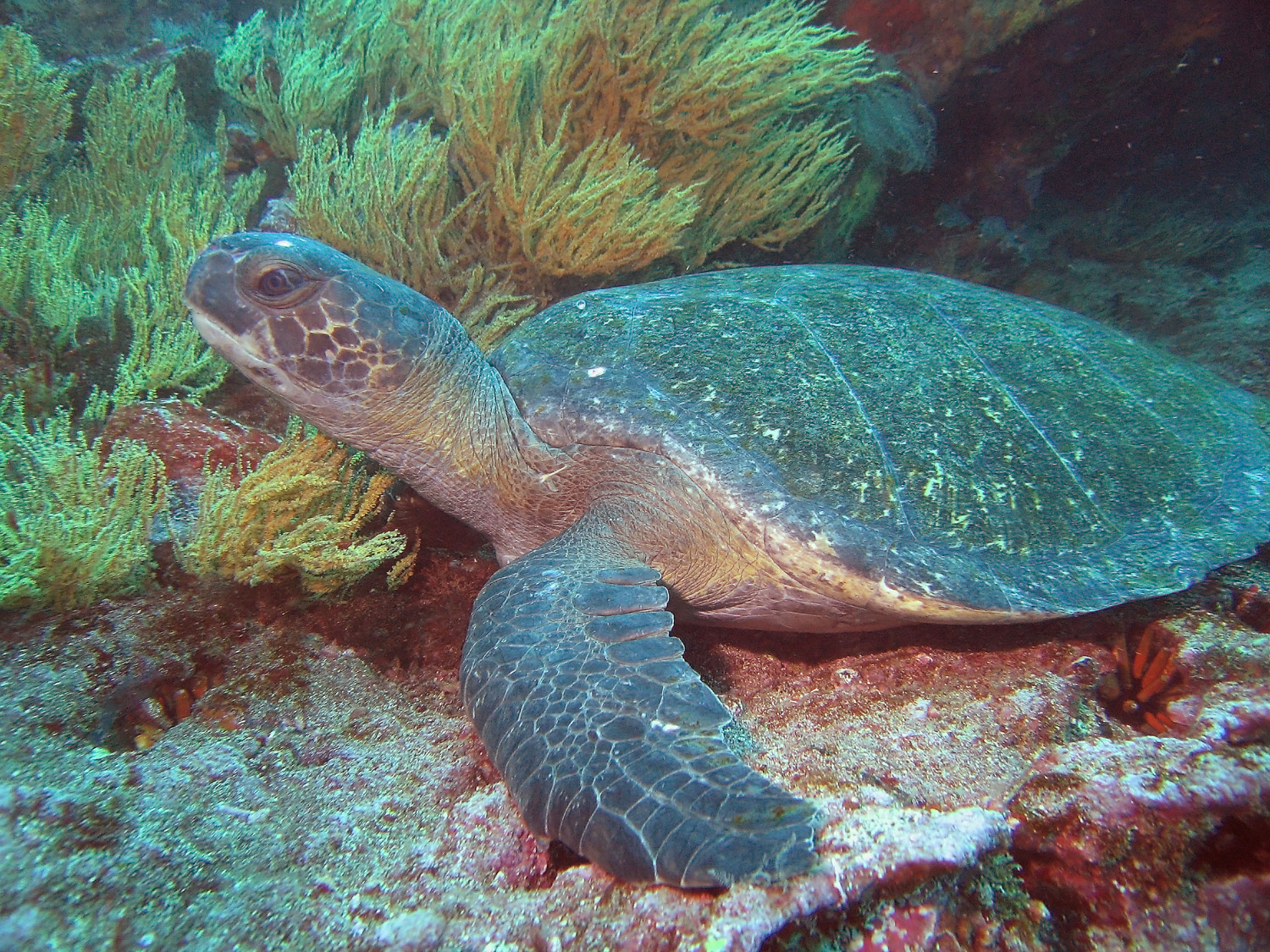 Green Sea Turtle