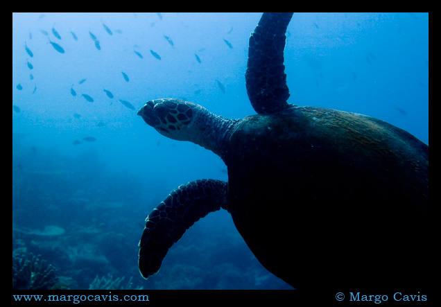 Green Sea turtle