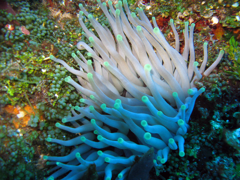 Green Tipped Giant Anemone