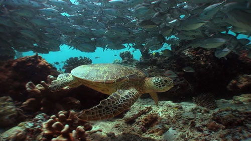 Green turtle among big-eye travelly