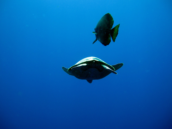 Green Turtle and Batfish