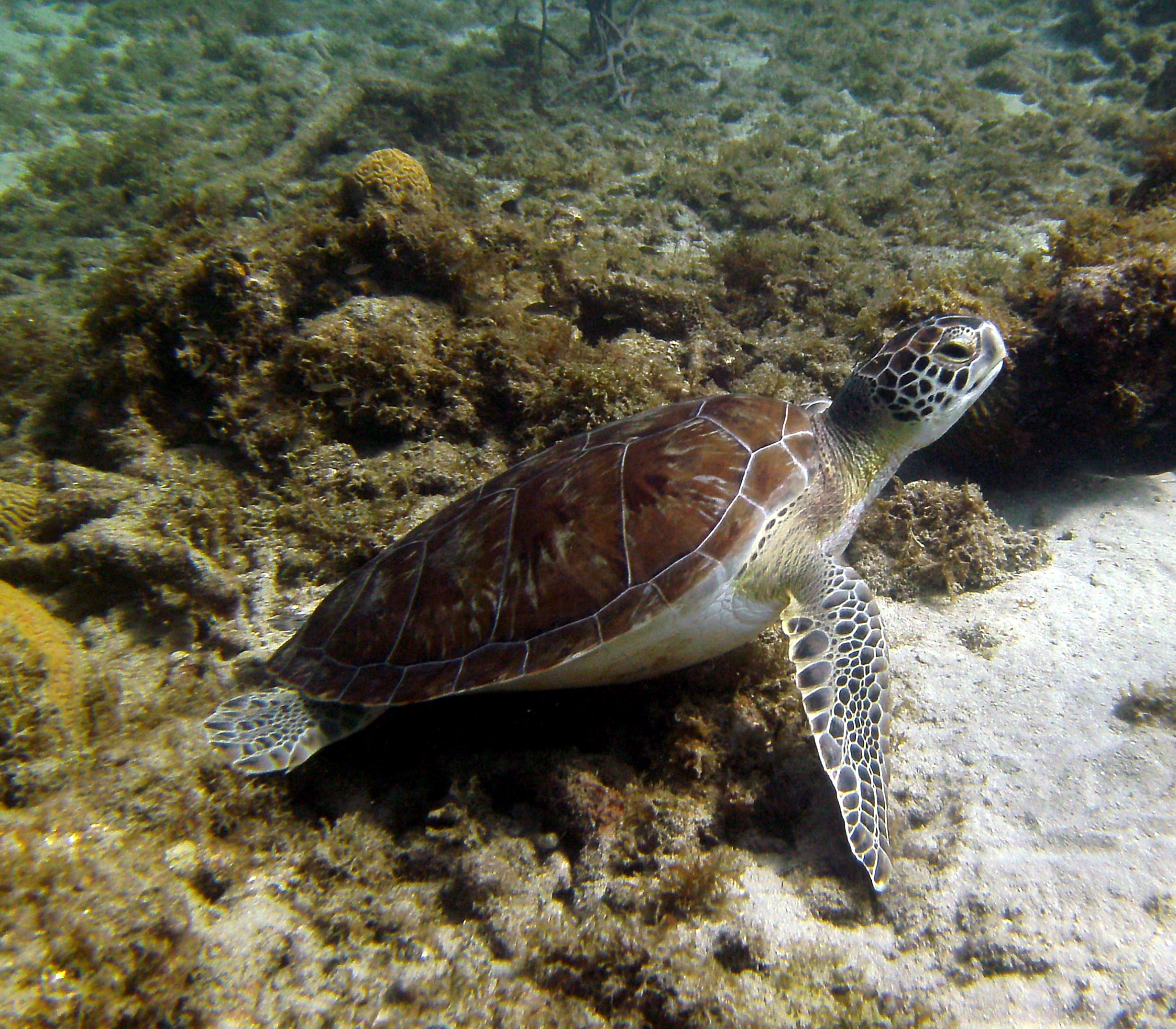 Green turtle in front of All West