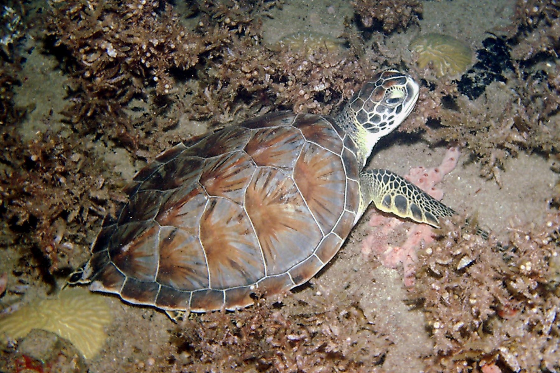 Green Turtle - Juvenile