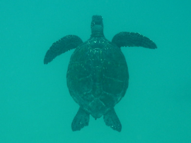 Green Turtle of Hawaii
