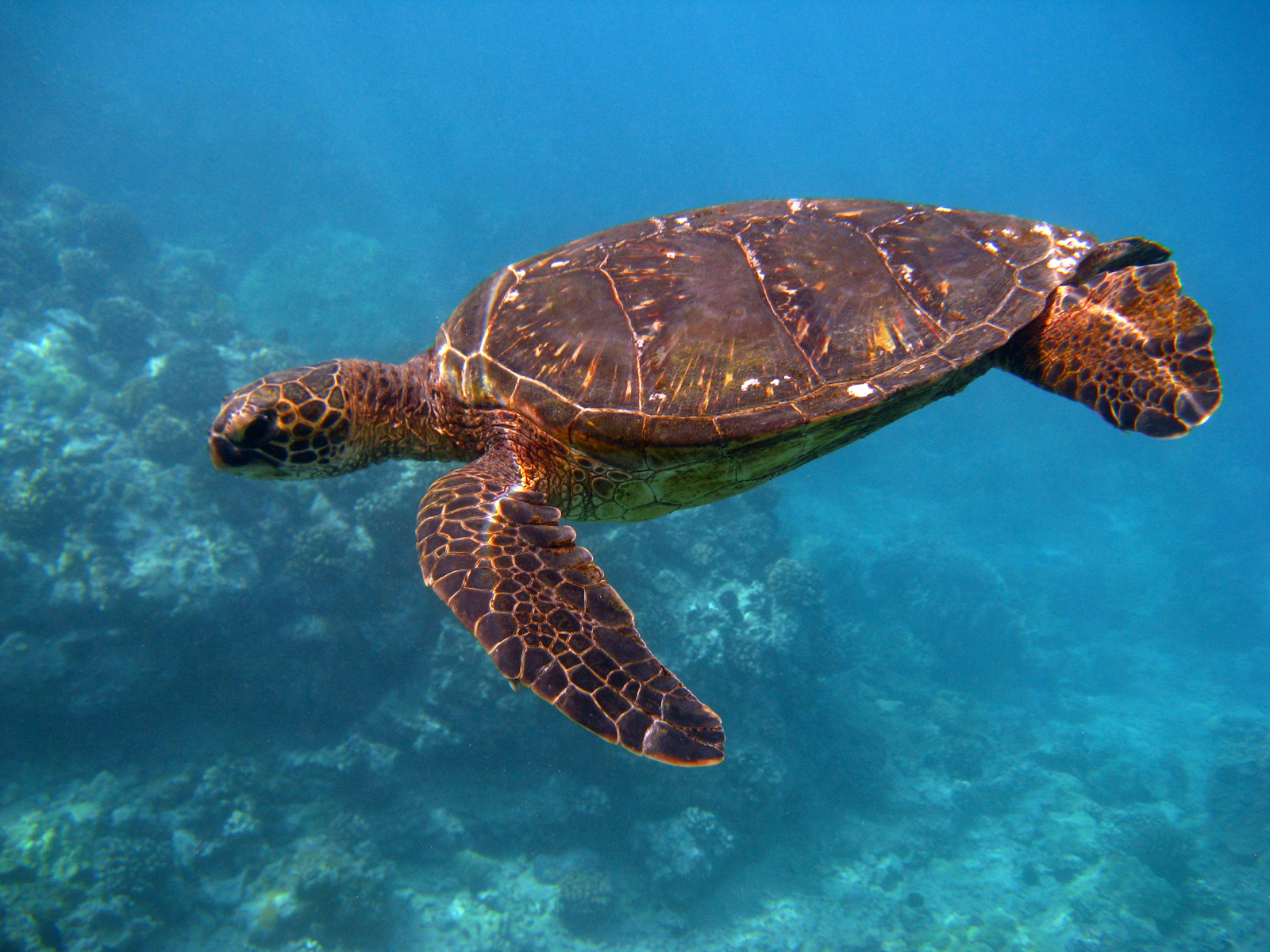 Green turtle