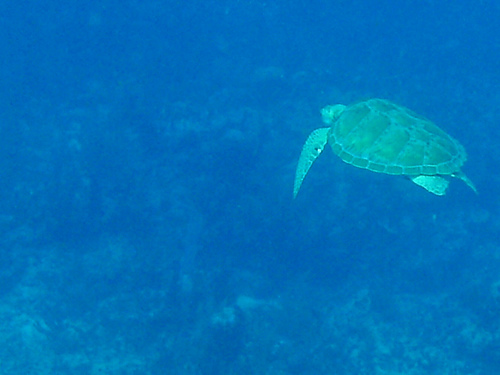 Green Turtle