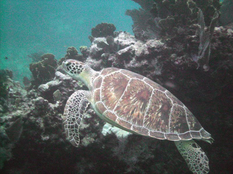 Green Turtle