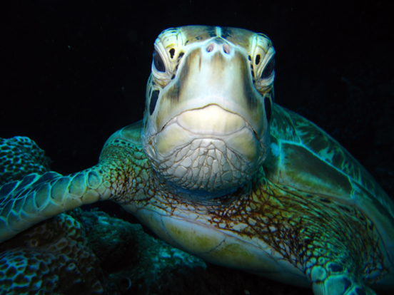 Green Turtle