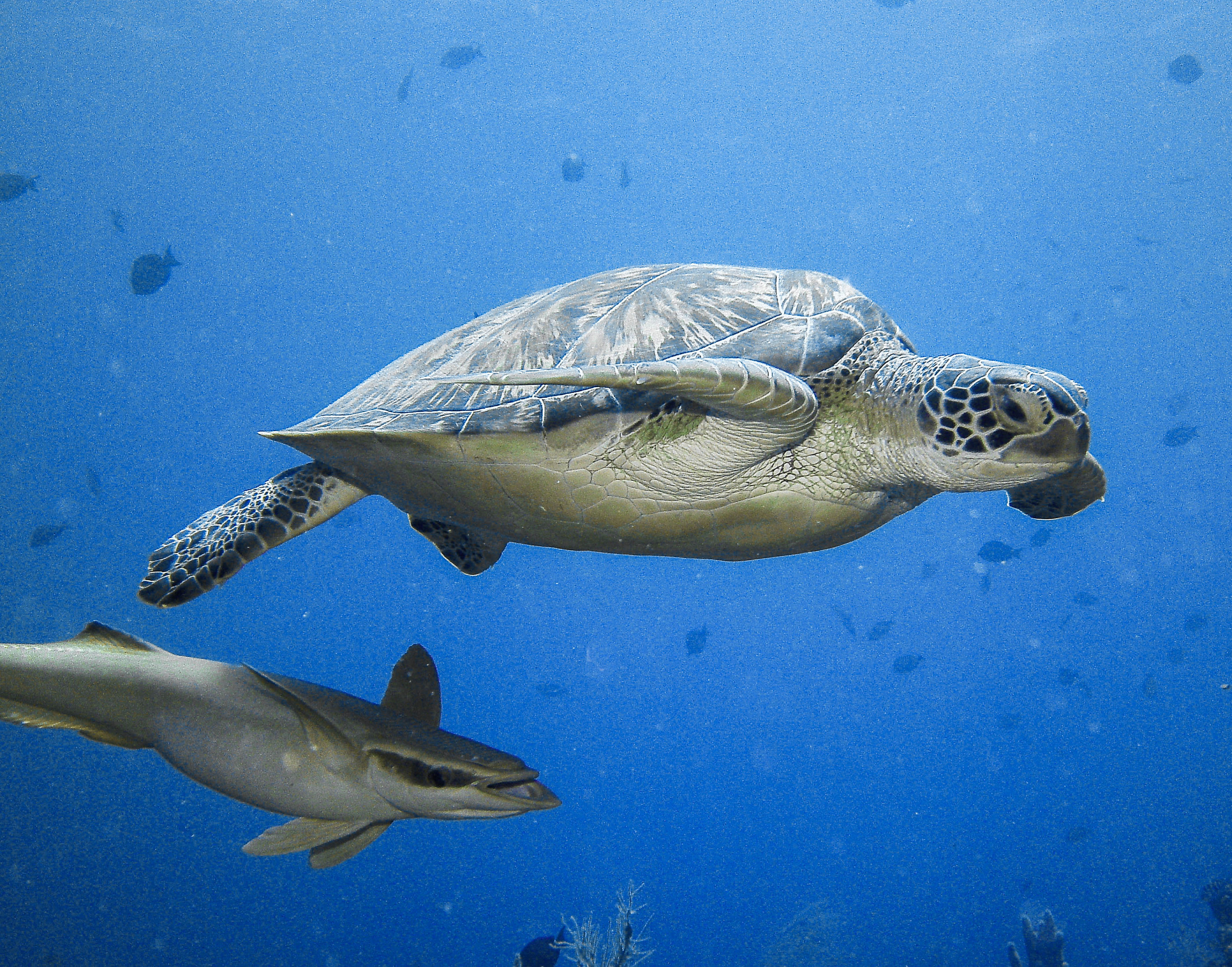 Green turtle