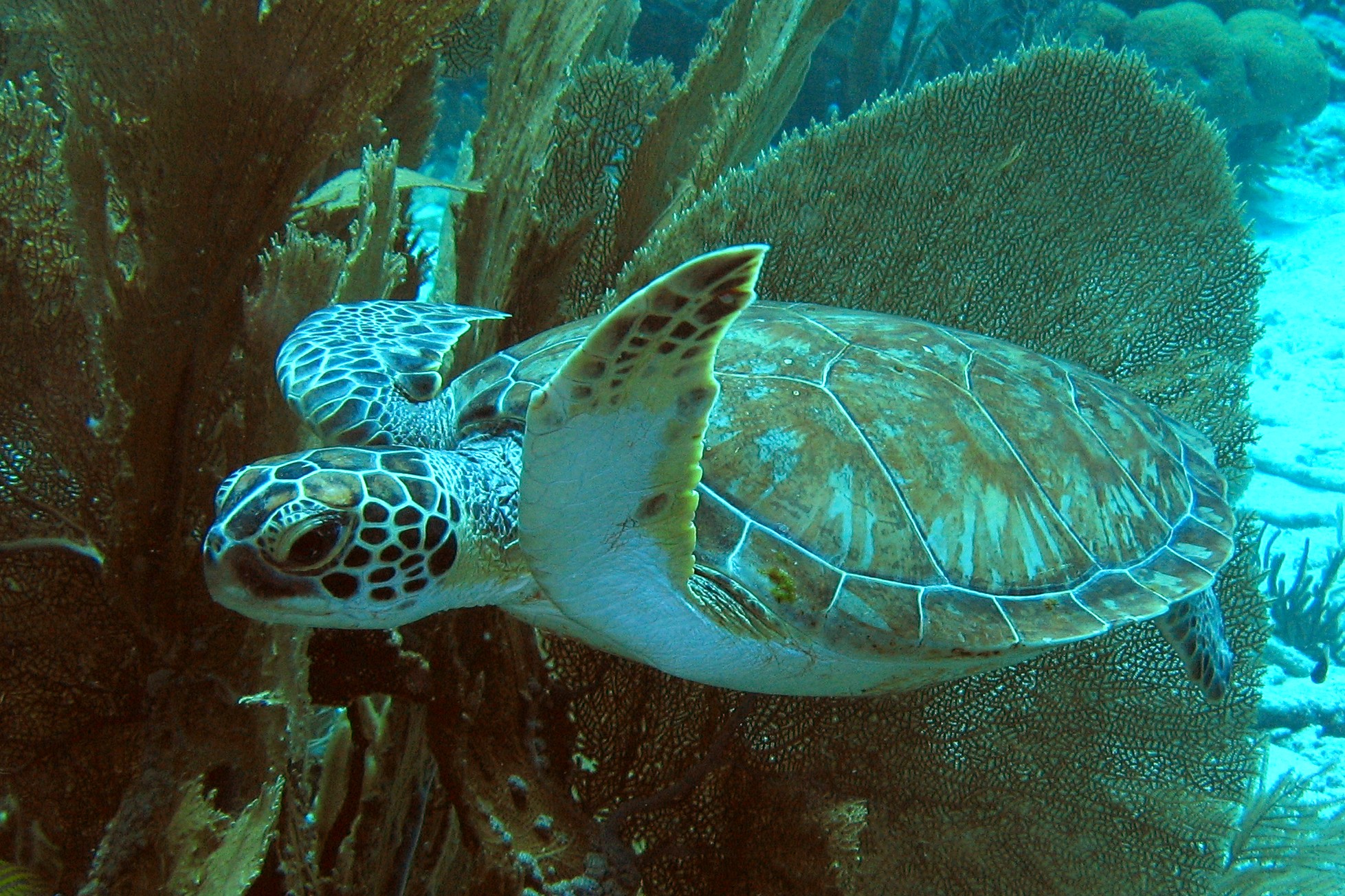 Green Turtle