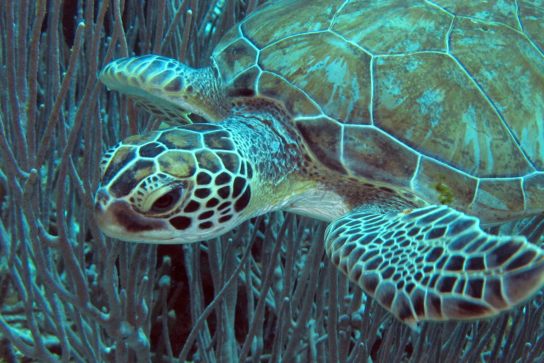 Green Turtle