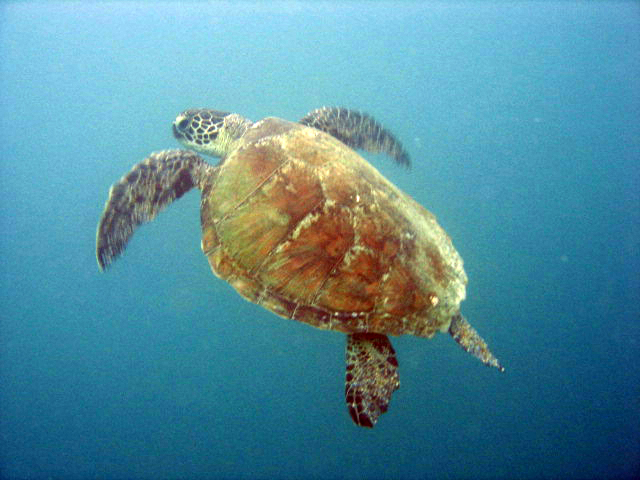 Green Turtle