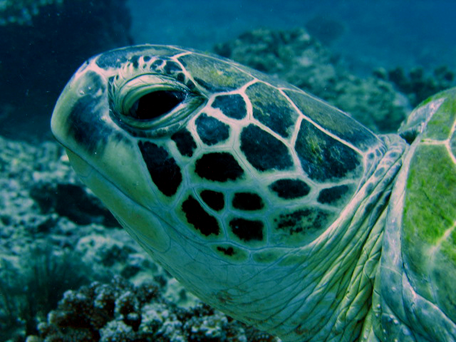 Green Turtle