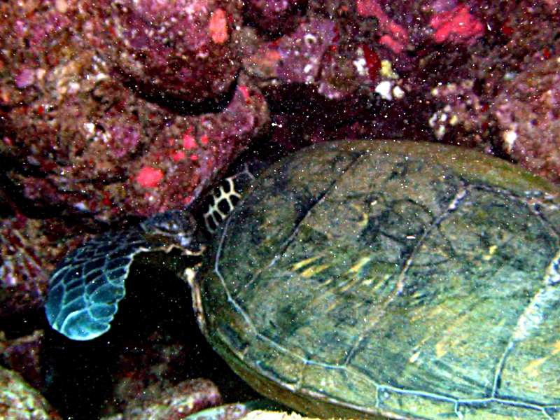 Green Turtle