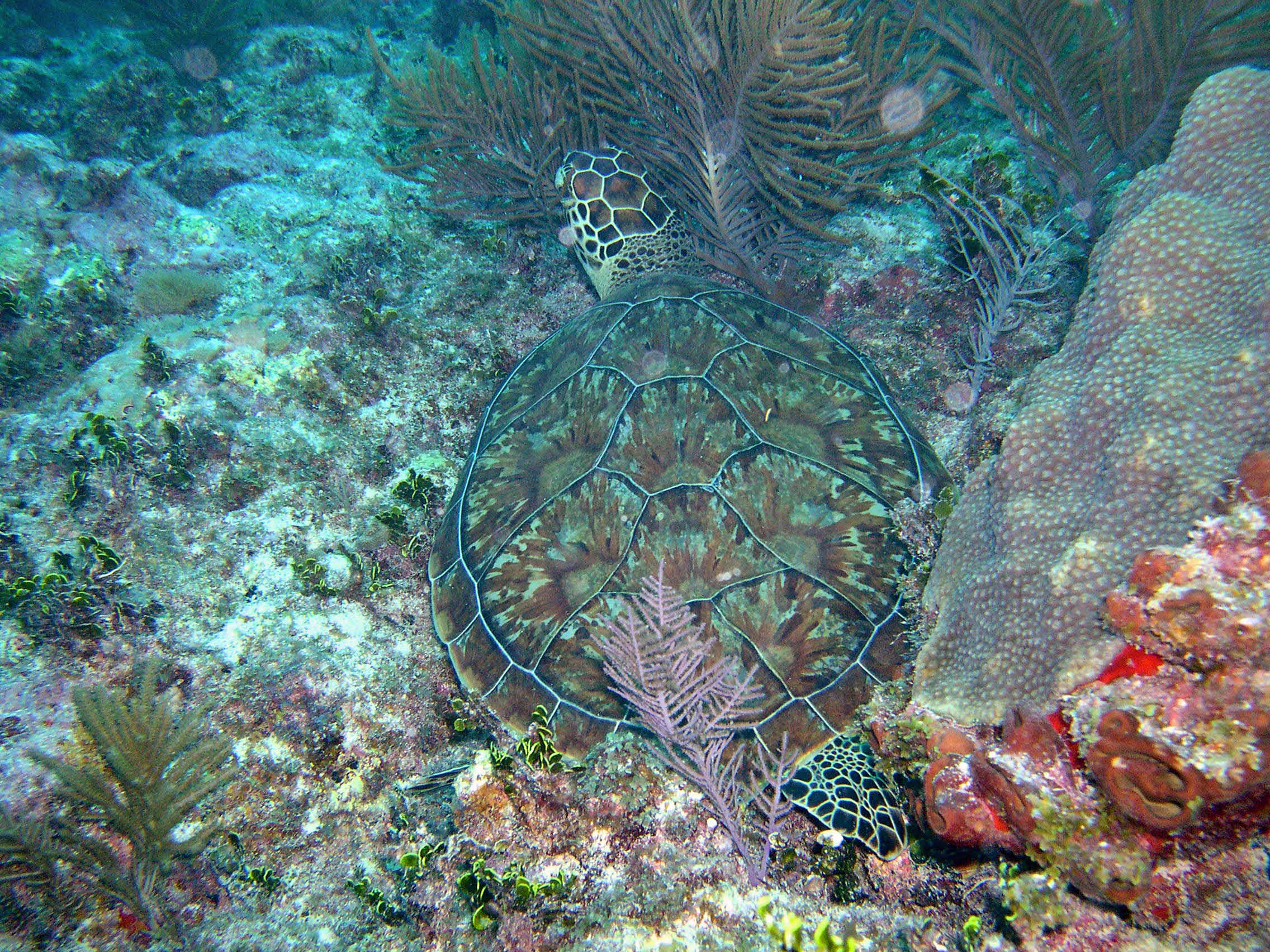 Green Turtle