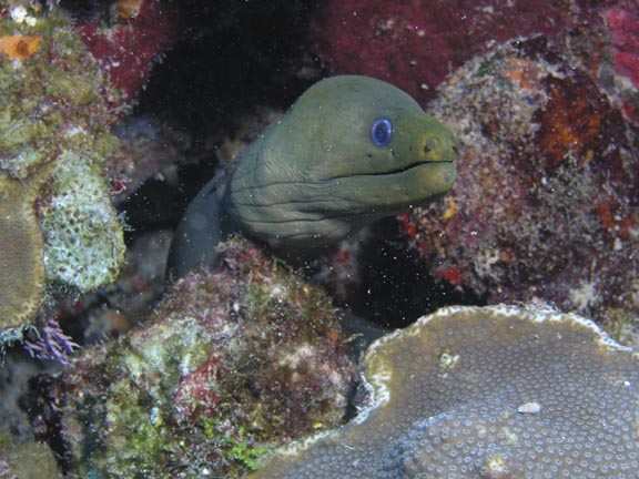 Green_Moray