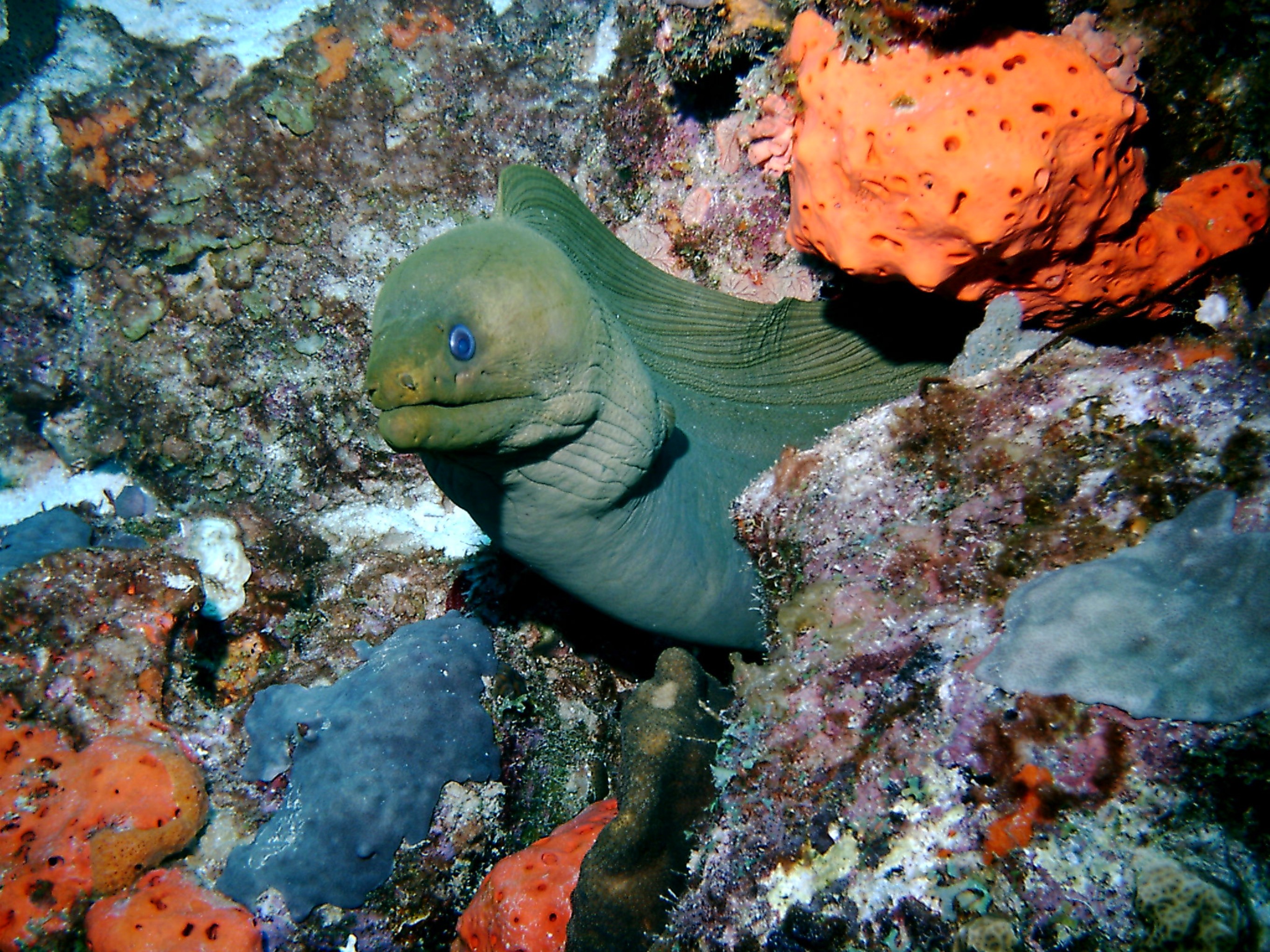 Green_Moray1